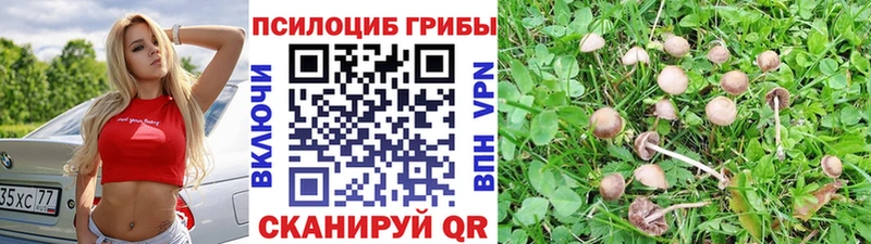 Псилоцибиновые грибы GOLDEN TEACHER Купить закладки Новороссийск